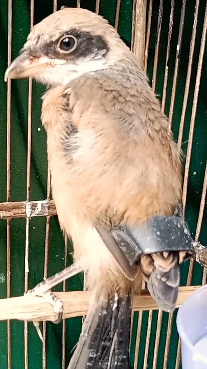 mengatasi sayap burung cendet yg patah sebelah‼️#kicaumania #kicaumaniaindonesia