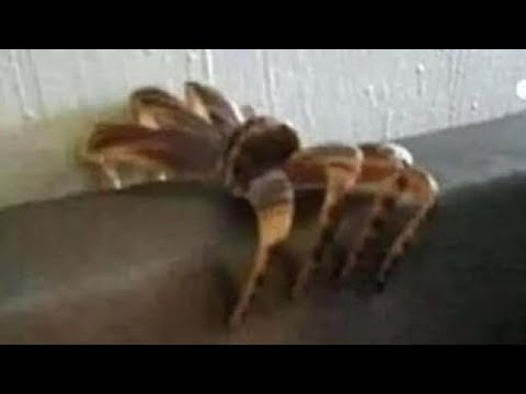 got a pocket full of ☀️||meme||again not og||bare with me on the editing 😭||