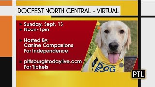 Pupdate: Penguin Set For Busy Weekend With CCI's Virtual Dog Fest