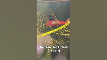 Cận cảnh bụng trứng của tép Fire red