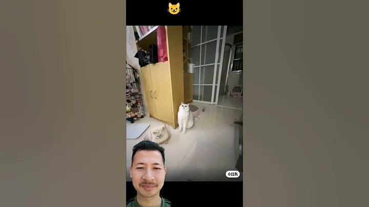 Video 8362491: cat kitten cutecat pets, compilation funny cats talking, cats meowing talking funny, cats meow cute compilation