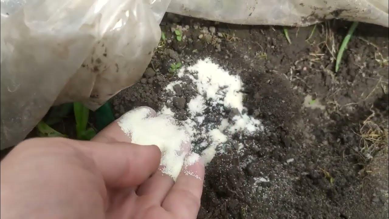 Самое эффективное средство от муравьев. Как раз и навсегда избавиться ...