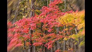 Best Fall Colors in NJ & NY 2023 : Ramapo Valley, NJ + Bear Mountain, NY