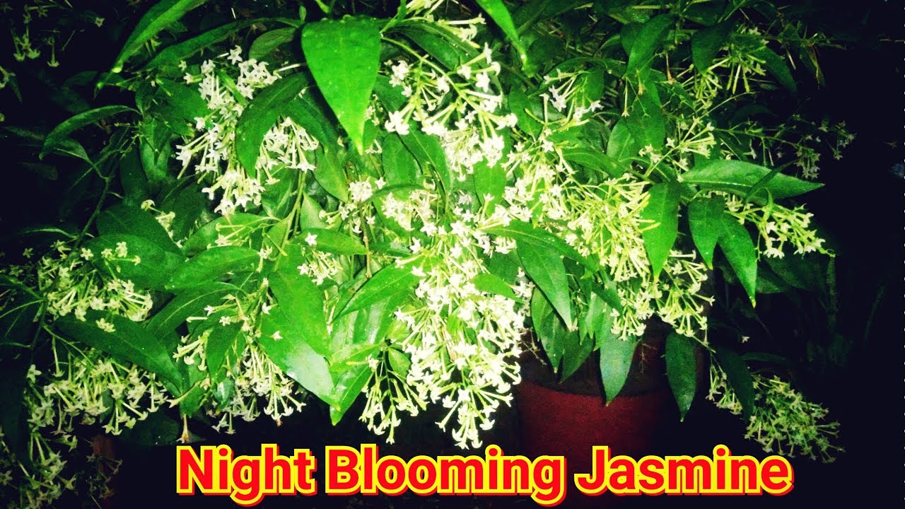 Night blooming Jasmine(Raat ki Rani) - YouTube