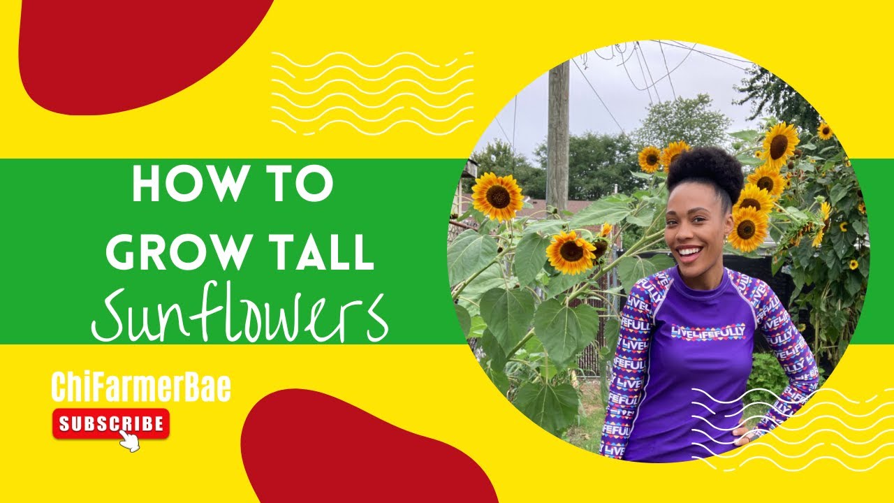 Seeds for Tall Sunflowers How to Grow Tall Sunflowers Burpee
