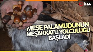 Şırnaklı Besiciler 100 Ton Meşe Palamudu Topladı Resimi