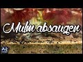 Mulm absaugen (Nur so und nicht anders!)| AquaOwner PRO TIPP