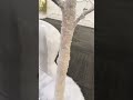 Raz 3.5' or 5.5' Lighted White Iced Tree Christmas Decoration