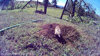 Pocket Gopher - Caught In The Act News