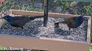 05/24/2026: Backyard Birdwatching Bonanza! Watch the Flocking Around Bird Cam Daily @ 8:00 AM