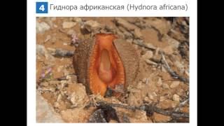 Топ-10 цветов с самым неприятным запахом Топ-10 цветов с самым неприятным запахом