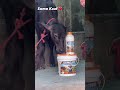 SUMO CALF विशेष रूप से बछड़ों की स्वस्थ वृद्धि और तेज विकास में सहायता करने के लिए तैयार किया गया है