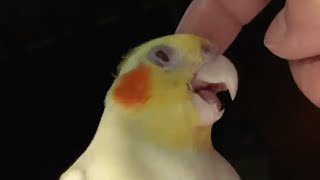 Rejected parrot just wants to be everyone's friend