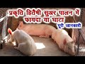 Pig farming complete information सूअर है इतना बड़ा प्रकृति हितैषी, सूअर पालन की पूरी जानकारी