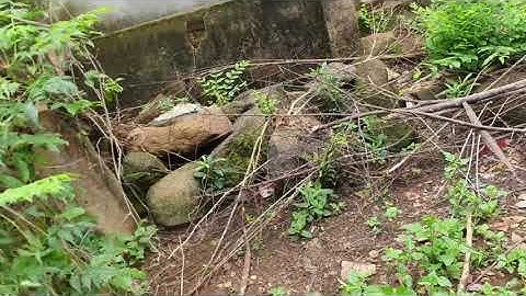 CÂY CỎ HÔI(Cây cứt lợn) | Cây cỏ thuốc đặc trị cho người bị viêm xoang, đau khớp | Khánh Vlogger