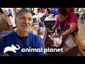 Dr. Jeff y su equipo asisten a gatitos en población mexicana | Dr. Jeff, Veterinario | Animal Planet