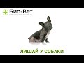 Лишай у Собаки - Признаки, Лечение и Что Делать? // Сеть Ветклиник Био-Вет