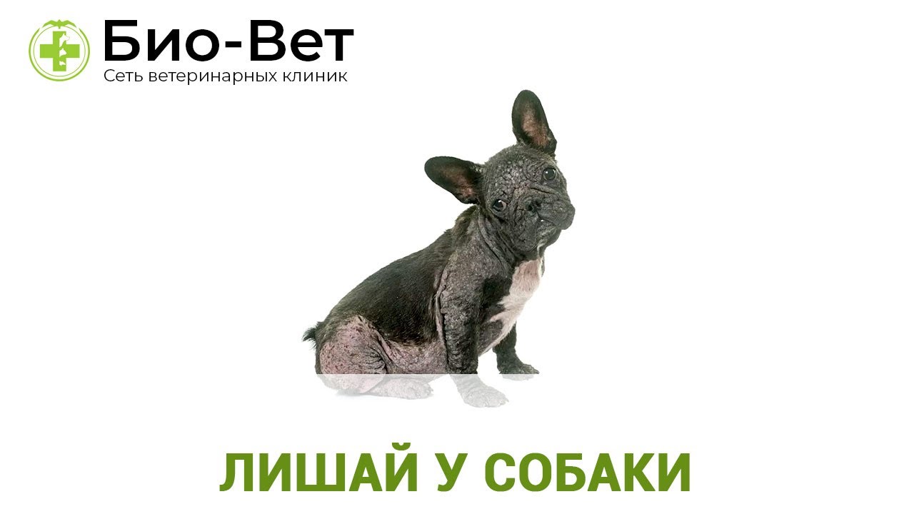 Лишай у Собаки - Признаки, Лечение и Что Делать? // Сеть Ветклиник Био-Вет