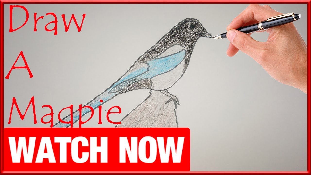 How To Draw A Magpie - Learn To Draw - Art Space - YouTube