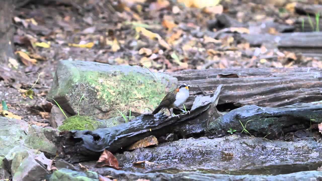 ikarabi野鳥動画 マミジロマルハシ white-browed scimitar-babbler 