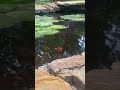 My favorite fish in the pond! 🐟👀 #shubunkin #feedingtime #pets #animalshorts