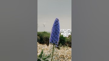 سورة البينة | خالد الناصر