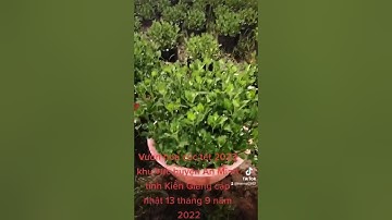 vườn hoa cúc đại đóa tết 2023 khu vực huyện An Minh tỉnh Kiên Giang