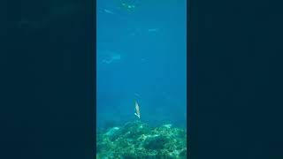 Information lizard fish attack News