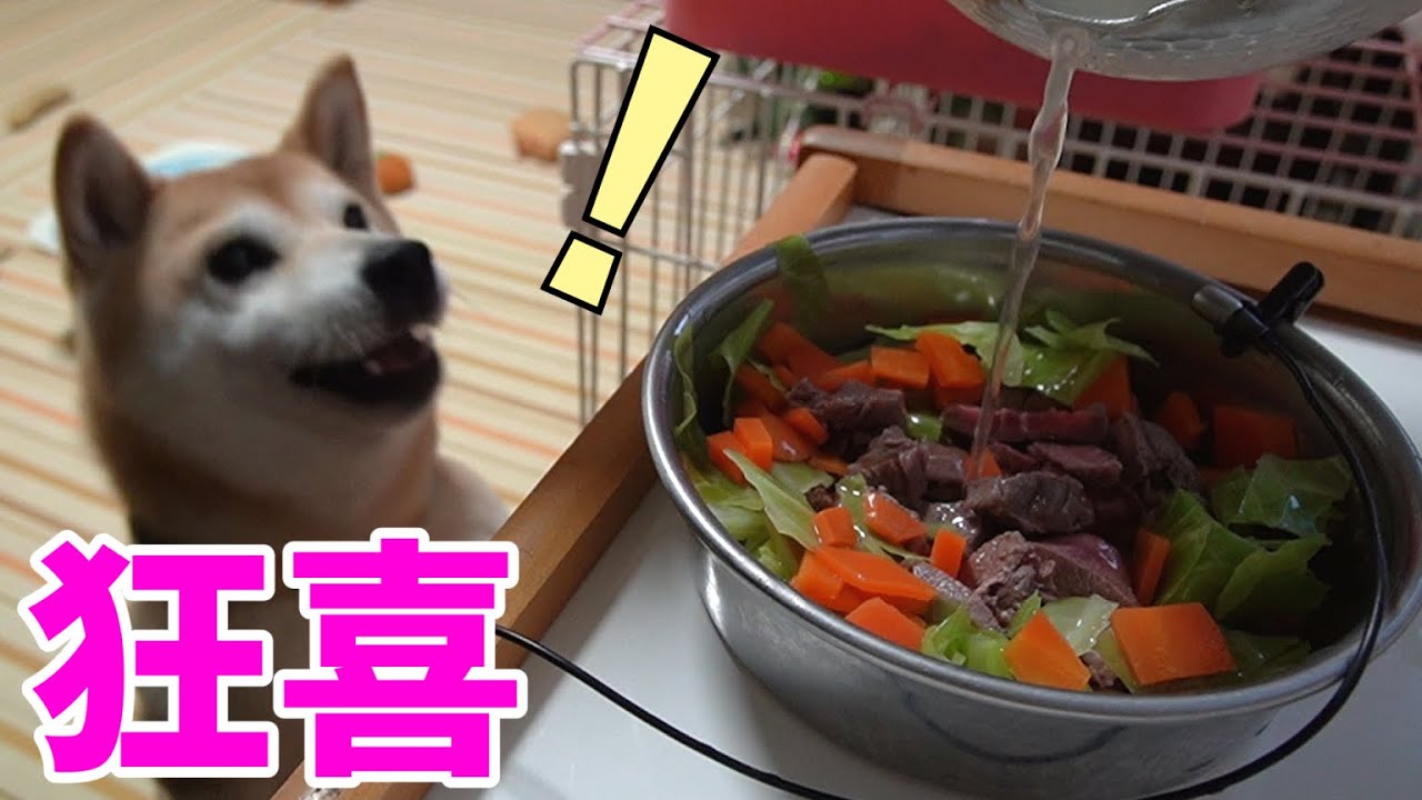 柴犬小春 猪肉に狂喜乱舞 Forema ペットさん定期便 Youtube