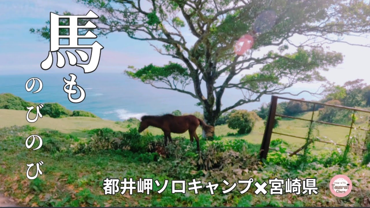 天然記念物の馬が住む岬で完ソロキャンプ/宮崎県ｷｬﾝﾌﾟ前編/dokicamp/G2000/九州/都井岬南灯台ｷｬﾝﾌﾟ場/vlog/©13