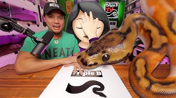 FIRST EVER Clown Pied Ball Python Clutch.. and there