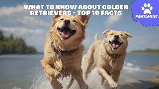 What to Know About Golden Retrievers - Top 10 Facts | Dog Facts by Vibeza - Paw 43 views 8 months ago 3 minutes, 45 seconds