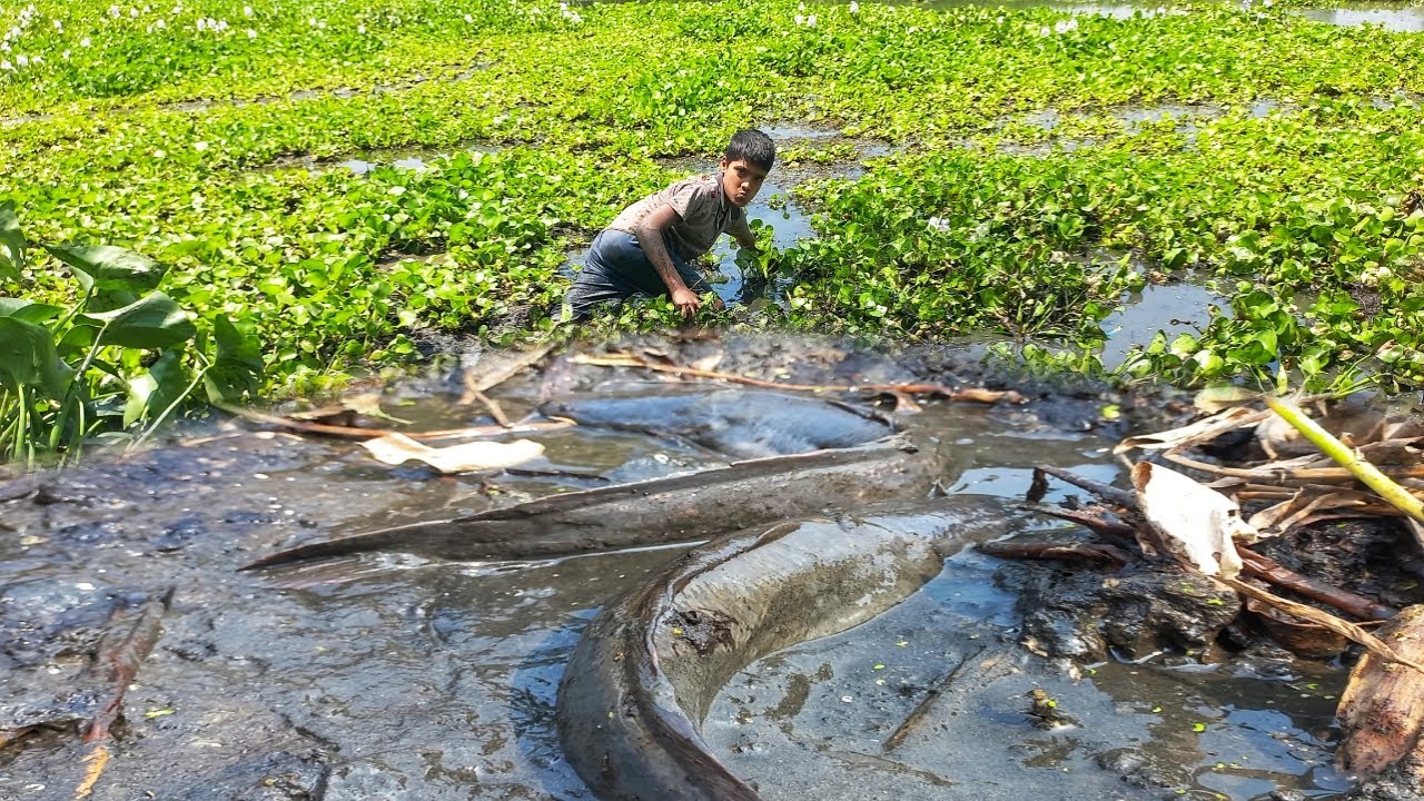 Amazing Smart Fisherman Fishing Big Catfish By Hand In Mud Water ...