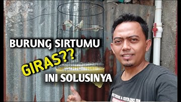 Mengatasi sirtu atau cipow agar tidak giras hingga semi jinak