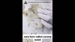Pinset Cabut “Bulu” Sarang Burung Walet Terbaru 2023 by PT. Koloni Walet Indonesia 08123292918