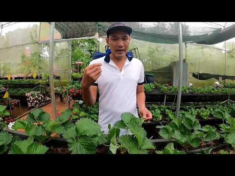 Video: Trọng lượng của một quả dâu tây là bao nhiêu?