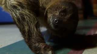 Adventures with a Two-Toed Hoffmann's Sloth