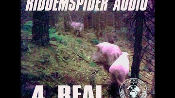 4 Real vid