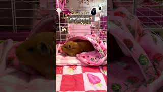 The 5 stages of Guinea Pig happiness you NEED to see this 🐹 #shorts