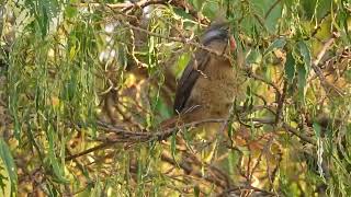 Speckled Mousebird Feeding On Legume Tree, Kigali Serena Hotel, Rwanda