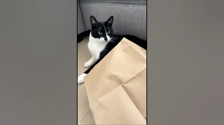 Video 11750971: cat collection, cat funnycats, hilarious collection, smile funnycats, funny cat