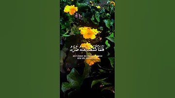 قران كريم راحه نفسيه ❤️✨ القارئ عبد الرحمن مسعد ❤️✨ #قرآن #راحة_نفسية #عبدالرحمن_مسعد #لايك