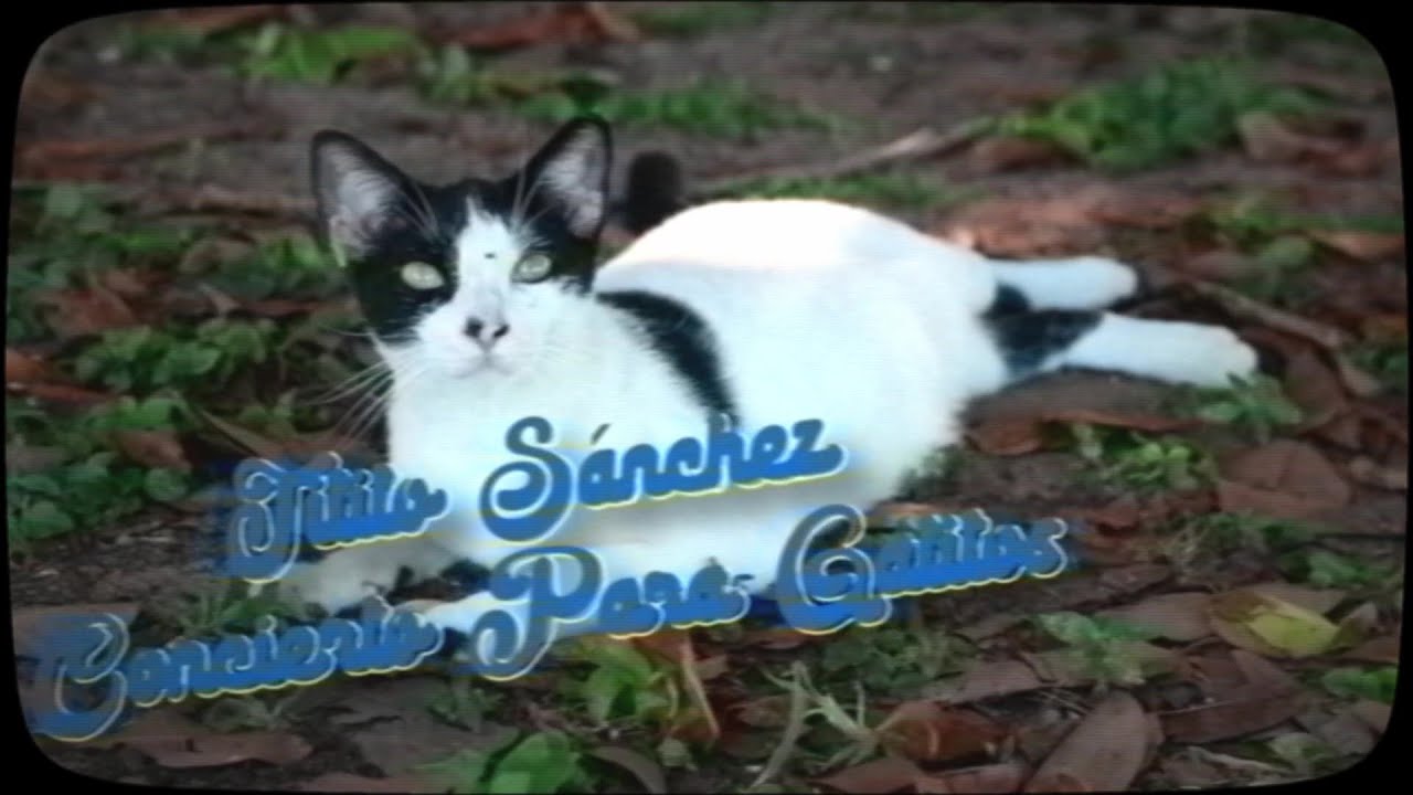 Titito Sánchez - Concierto Para Gatitos