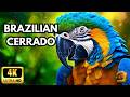 CERRADO: The World's Most Biodiverse Savanna | Full Wildlife Documentary [4K]