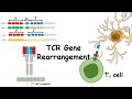 TCR gene rearrangements