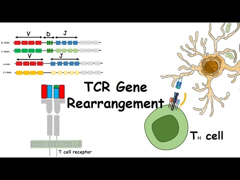 Video: Die Genomanalyse Zeigt Eine Ausgedehnte Genduplikation Innerhalb Des TRB-Locus Von Rindern