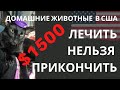 ПОЛЕЧИЛИ КОШЕЧКЕ ЗУБИК ЗА $1500. УЖОС. ДОМАШНИЕ ЖИВОТНЫЕ В США-ЭТО ДОРОГО!!!