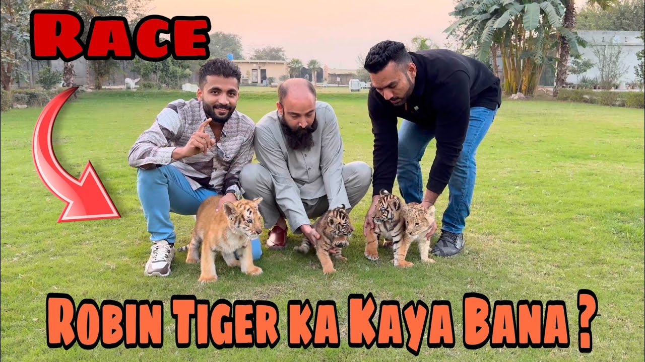 Kaya Robin Tiger Chala jae Ga ? 😭