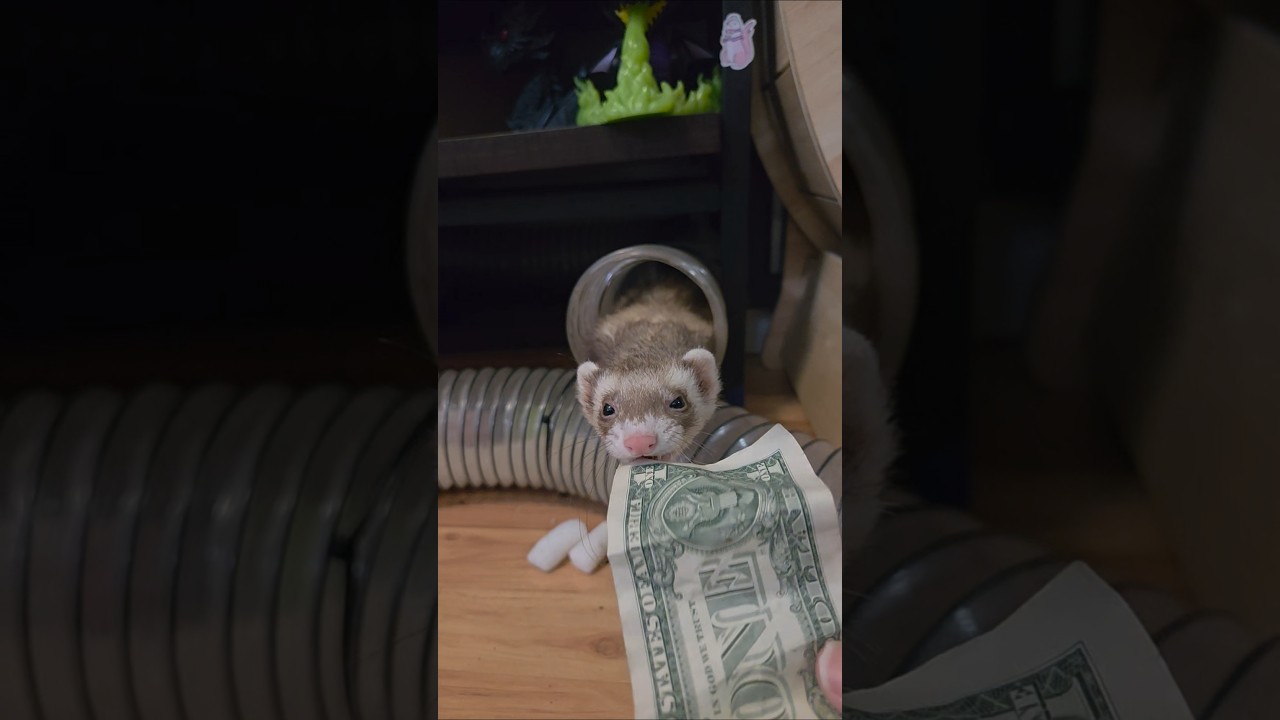 «Маленький вор» — это ещё мягко сказано.