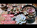 #194 UNBOXING RARE SUCCULENTS | Rainbow, Cotyledon, Subsessis Succulents   | Khui thùng sen đá quý